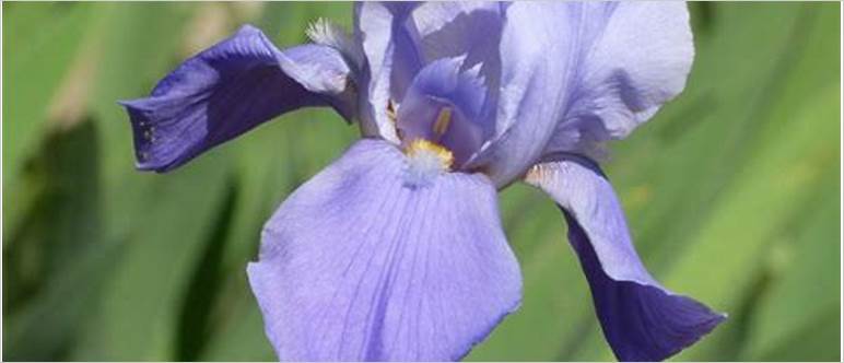 Do irises change color